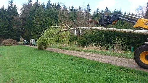 BaumHolen500.jpg